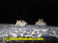 /home//u458753944/public_html/sourcegallery//////////////////////////Roxborough Toad Detour/2013-2019/2017/P4110729.JPG